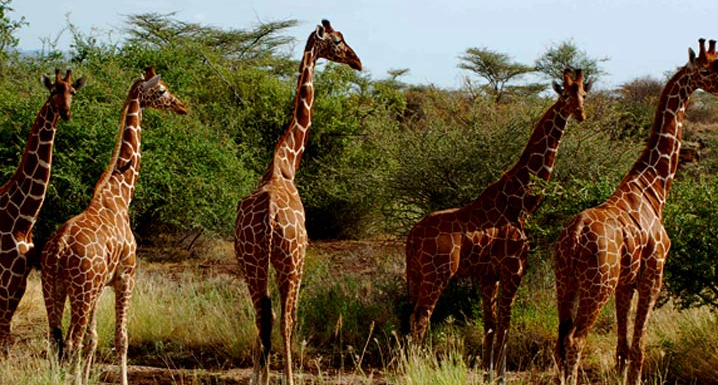 MySafaris's tweet photo. 4 DAYS TSAVO EAST TSAVO WEST AND AMBOSELI KENYA SAFARI

Tsavo Amboseli Safari tour in 4 Days featuring the southern national parks of Kenya considered as wildlife safari adventure zones.4 Days Tsavo Amboseli Safari tour is suitable to all age groups.

https://t.co/crvxng3etm https://t.co/C2gfwmswoW
