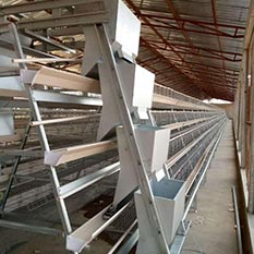 LiviCage's tweet photo. Imagine a poultry farm where the climate is always perfect for your birds, ensuring their comfort and well-being while boosting your profits

#chicken #farming  #chickenfarm #automaticequipment #chickenhouse #poultryfarm #poultryfarming #layerfarm #eggcage #egg https://t.co/J4zrGJUq2n