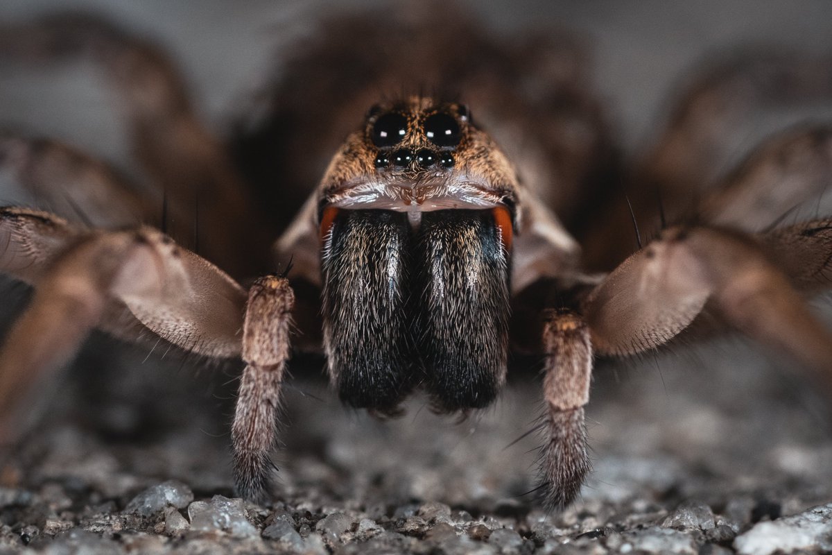Buys macro lens.
Immediately finds big mf’ing spider in yard.
