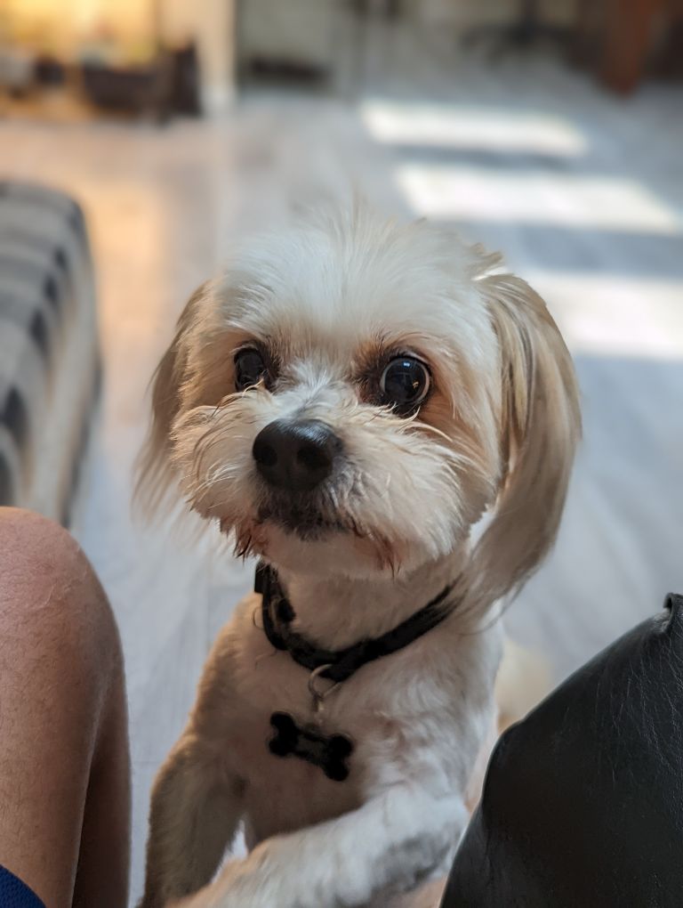 Bunneh (🐰Bunana PNGtuber🍌) tweet media