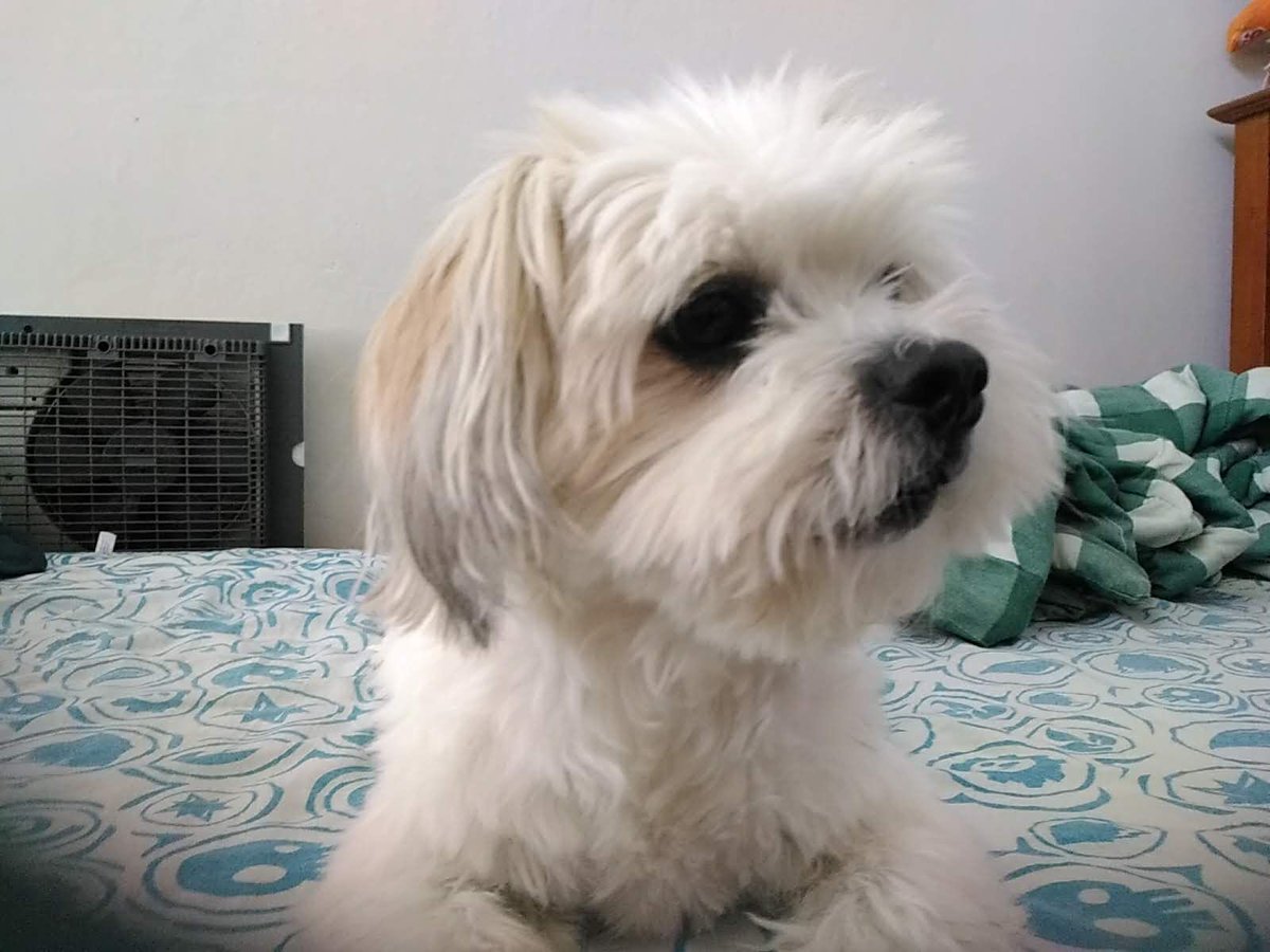 Bunneh (🐰Bunana PNGtuber🍌) tweet media