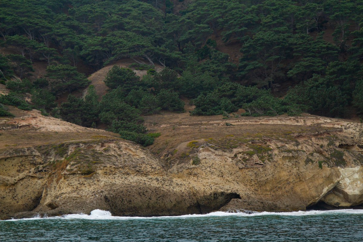 Channel Islands Restoration tweet media