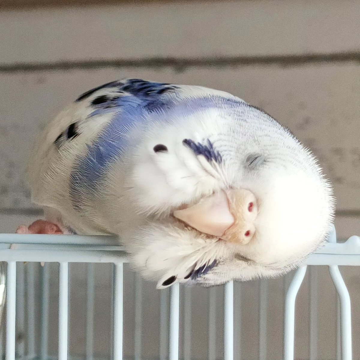 DandelionPichu's tweet photo. 何度見ても癒される。
#うっ鳥 https://t.co/LAumlBJY46