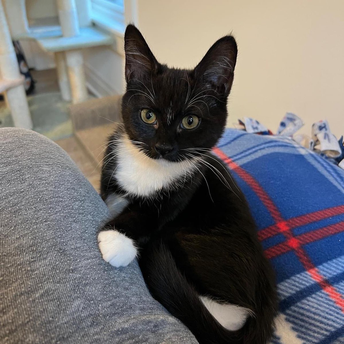 loudouncats's tweet image. Sparkplug/Muffler and Sage went to their forever homes today! Such a big day here at the CatHAirBnB. More news coming as well!
It has been such a joy fostering these kittens. It makes me so happy for them and their new families 🤎🩶🤍🖤🤍
#adopted #ragstoriches #sparkplug…