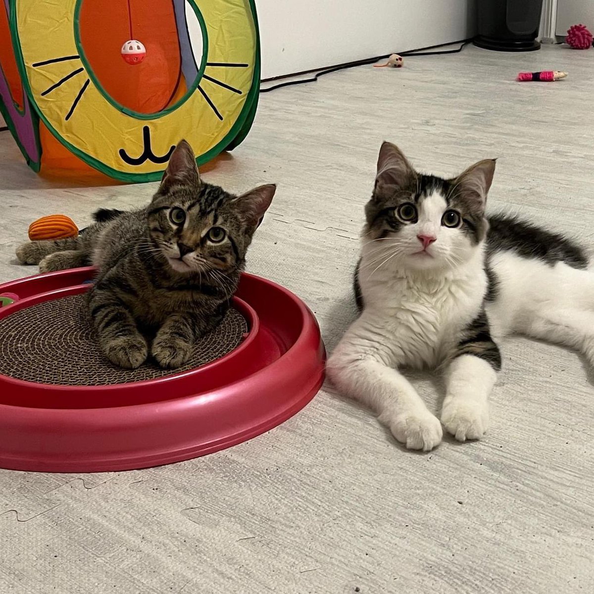 loudouncats's tweet image. Sparkplug/Muffler and Sage went to their forever homes today! Such a big day here at the CatHAirBnB. More news coming as well!
It has been such a joy fostering these kittens. It makes me so happy for them and their new families 🤎🩶🤍🖤🤍
#adopted #ragstoriches #sparkplug…