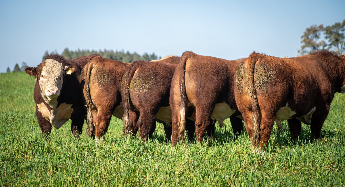 Recordá que podes mirar toda la oferta de este año en lasanitas.com.uy o descargando nuestra App en IOS App Store o Google Play 📲

#Hereford #HerefordUruguay