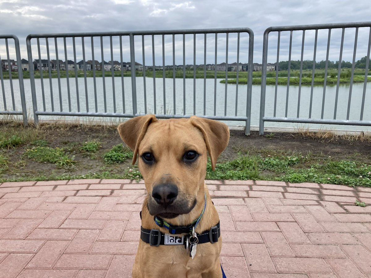 CaraRachelle's tweet photo. @Bigdazw Here is my mums dog is also has the name Chester. He says hi to his name twin! https://t.co/ebX4ApdBnY
