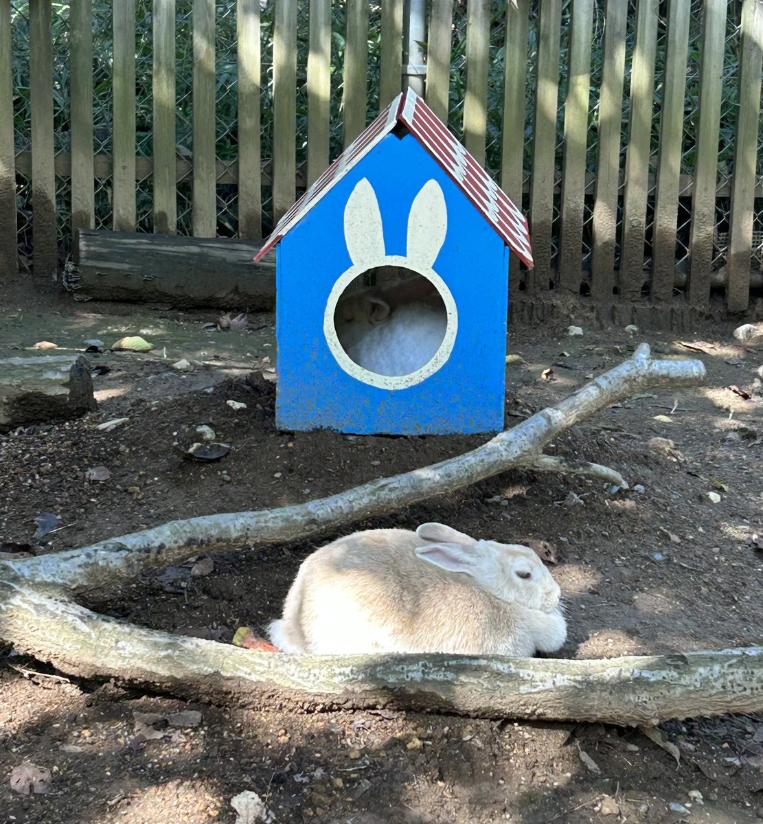 pypypanda's tweet image. おはようさぎさん
 #埼玉県こども動物自然公園