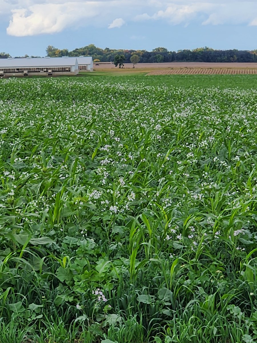 LarryCowing's tweet image. this cover crop is coming along better than I thought it might considering the dry year