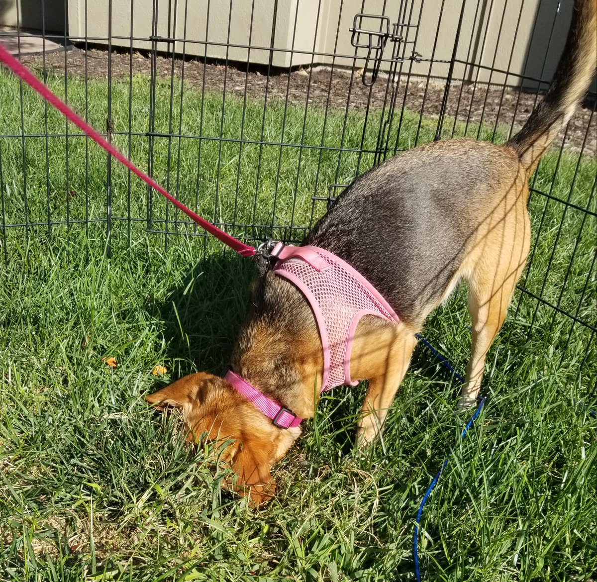 pacey_car's tweet photo. Bunnies?!? Are you still in there?!? #beagle https://t.co/dhpCK7k0lb