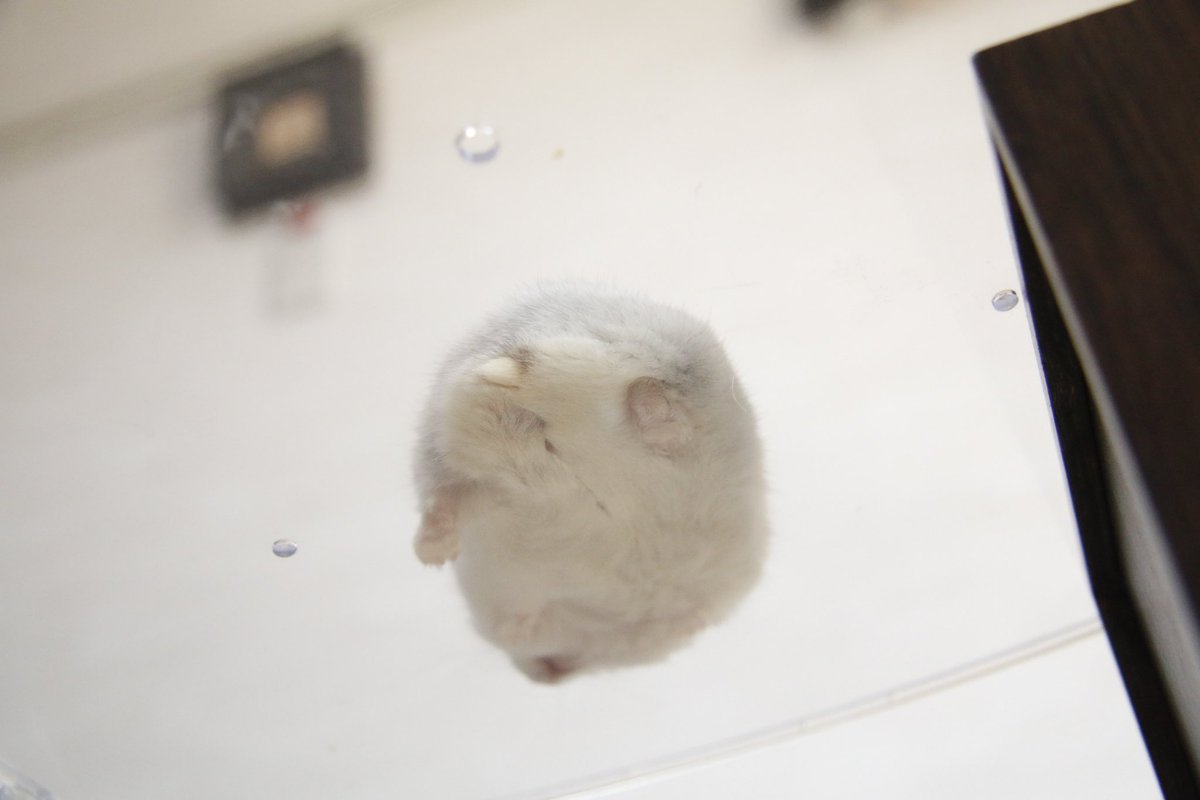 junso6985's tweet image. 下から見るハムケツもまた良き

#ハムケツ