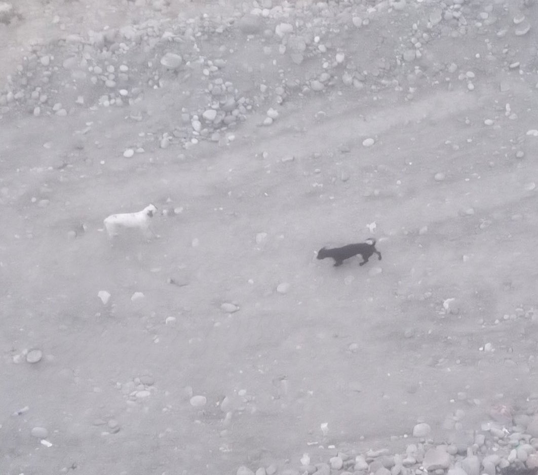 ticnt_'s tweet photo. Han abandonado a dos perritos en el rio rimac puente trujillo, le avisaron a policías por ayuda y que llamarían a alguien pero nunca lo hicieron. Se necesitan rescatistas, están en la nada!
:( https://t.co/B6O5ZgVbRv