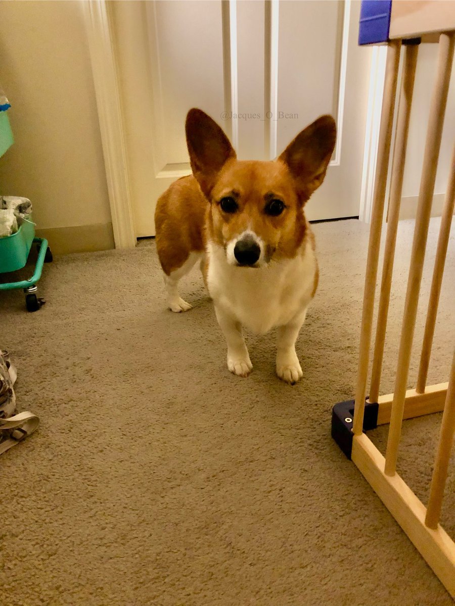 Jacques_O_Bean's tweet photo. My toy 🧸 is behind the door 🚪 😰

#Corgi #CorgiCrew #Dog #dogsoftwitter #puppy #cute #cuteanimals #cutedogs https://t.co/yfH93qNSRK