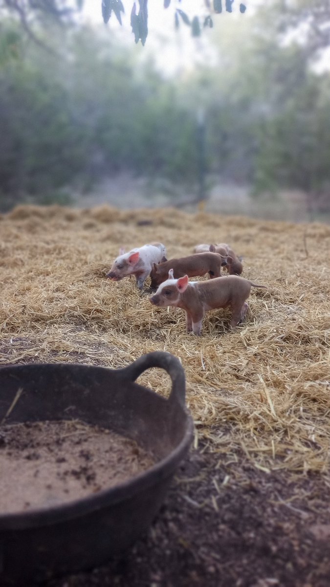 Our youngest piglets have been up and bouncing around their training pin all day! 🐖 They dont believe in the Monday blues 🥰