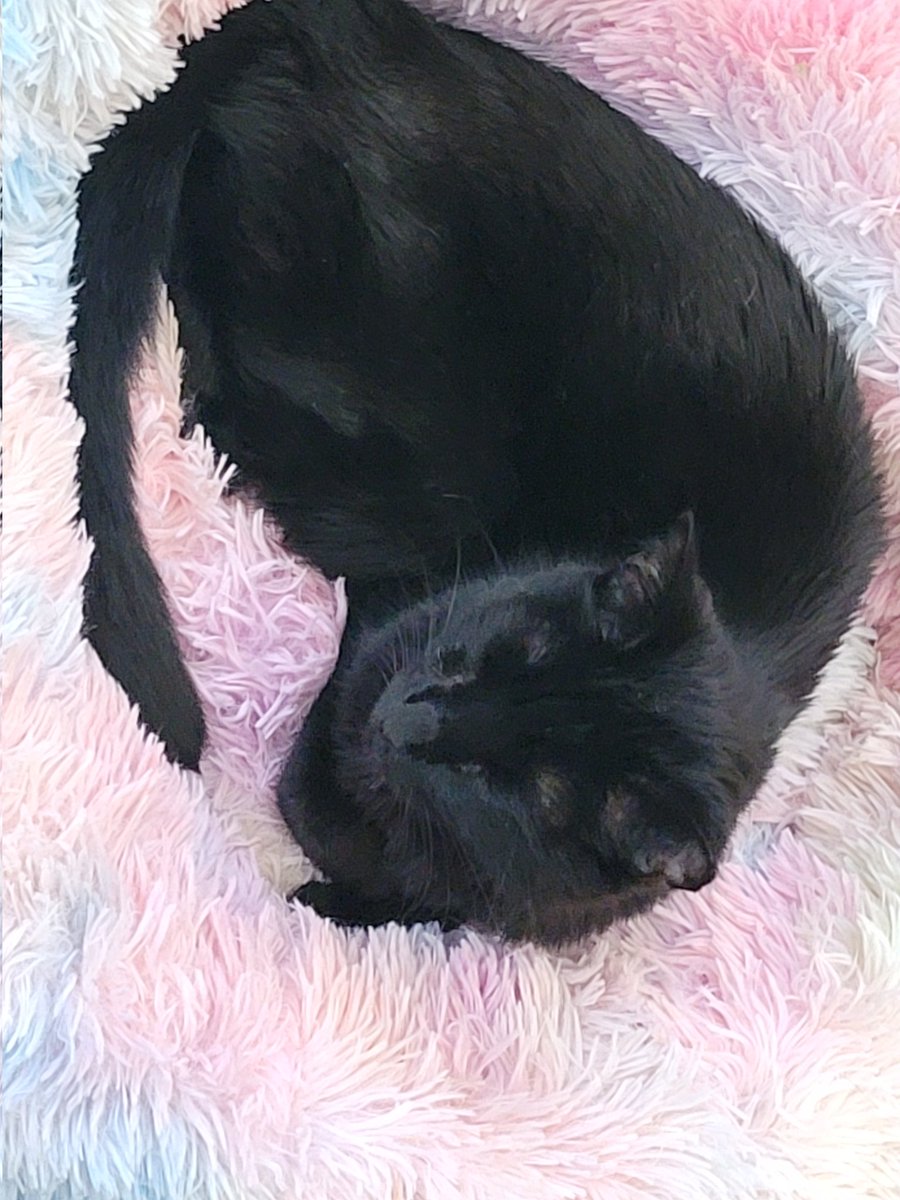 Serrano, Salume, Stormy, Pinky and Freddie tweet media