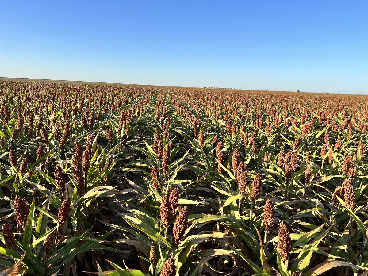 Some really nice looking AV6R21 dry land milo by <a href="/AgYieldGuru/">Willem</a> Brand New medium maturity planted June 17.