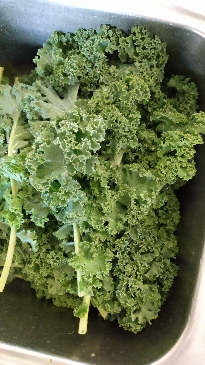 I love fall greens! I got this ⬇️ beautiful-looking kale from the store today!

#vegetables #HealthyFood #Health #well