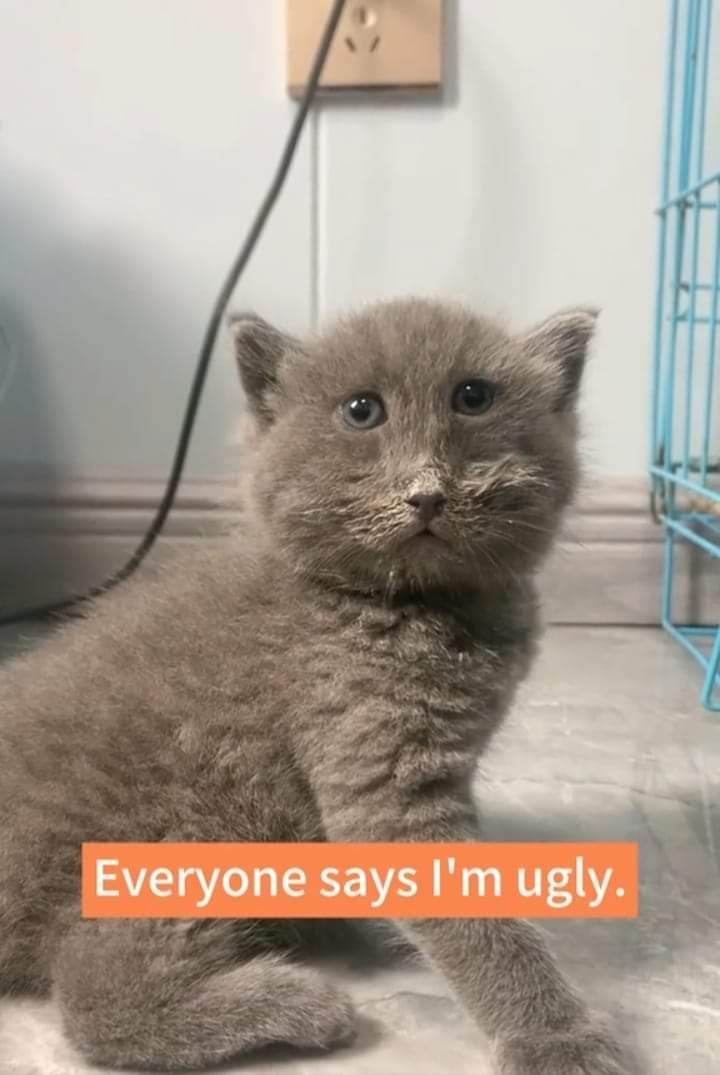 cattitudescrvs's tweet photo. Tiada cacat celanya sayang. You're perfect 😽 https://t.co/aUNgKxgYfa