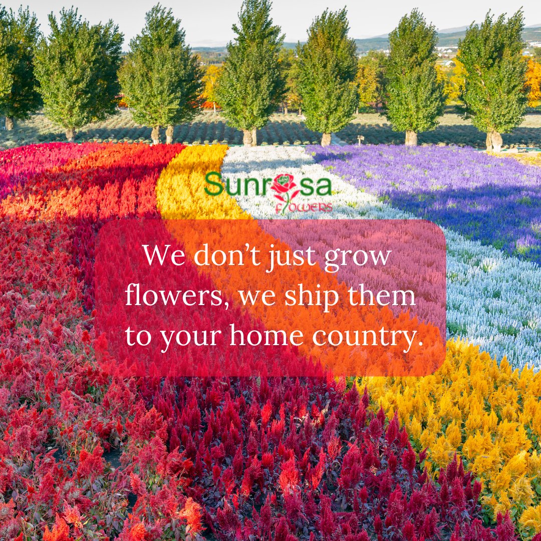 sunrosaflowers's tweet photo. 🌻 From Our Fields to Your Heart 🌎💐

At Sunrosaflowers, we're not just in the business of growing #flowers ; we're in the business of spreading joy worldwide. 🌍✈️

 #flowerslovers #flowerstalking #kenya #kenyaflowers #roses https://t.co/Te95TVYzWH