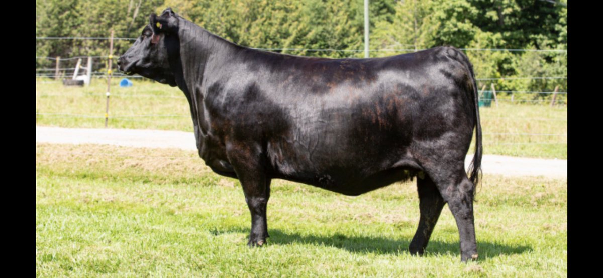 This one will hurt to see go on Sunday Oct.1st in the Quality Control sale. Lot 57 is sired by SAV Raindance out of a gorgeous MAR Innovation 251 dam and bred to none other the Styles 9303 for a Jan baby.  <a href="/Bohrson/">Bohrson Marketing</a> <a href="/cdnangus/">Canadian Angus</a> <a href="/BeefFarmersON/">Beef Farmers of Ontario</a> <a href="/GenexCanadaBeef/">Genex Canada Beef</a>