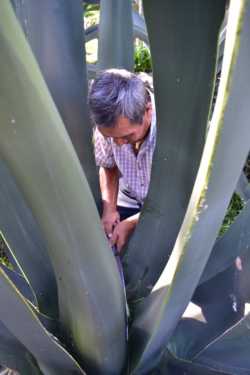 tlacoyucan's tweet photo. El maguey es una planta con gran importancia cultural para gran parte del país, en Milpa Alta no es la excepción, sirve para delimitar terrenos, para evitar la erosión hídrica y eólica, es usado como alimento, se consumen sus flores, las pencas de esta planta son ocupadas para.. https://t.co/wBebGJyrZb