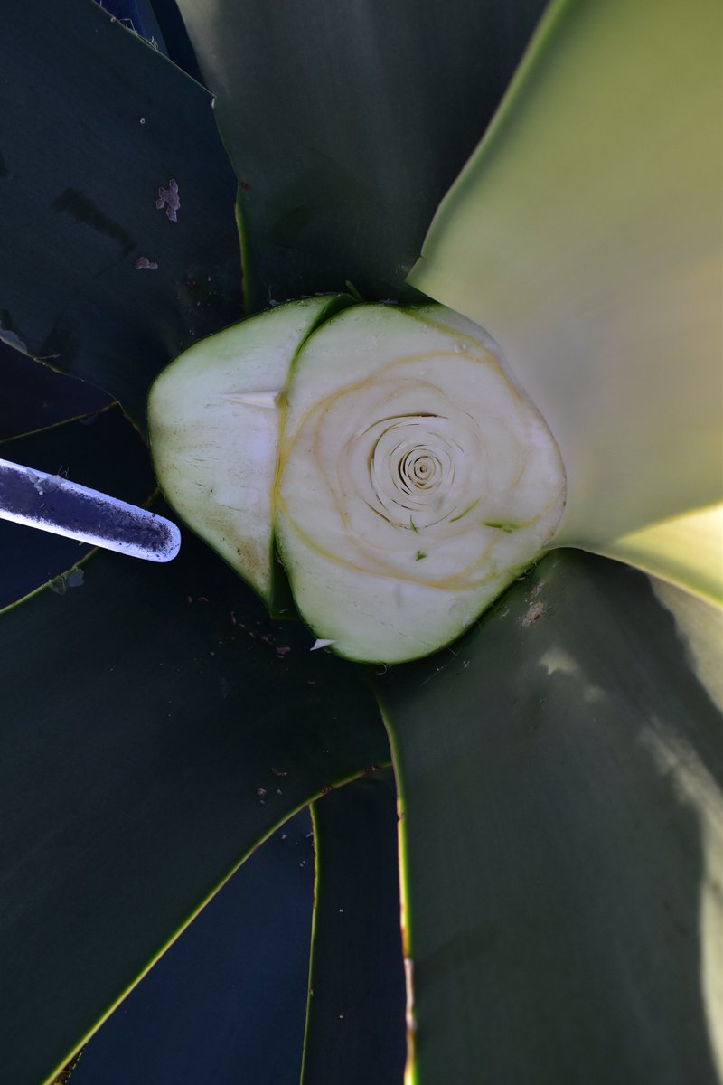 tlacoyucan's tweet photo. El maguey es una planta con gran importancia cultural para gran parte del país, en Milpa Alta no es la excepción, sirve para delimitar terrenos, para evitar la erosión hídrica y eólica, es usado como alimento, se consumen sus flores, las pencas de esta planta son ocupadas para.. https://t.co/wBebGJyrZb