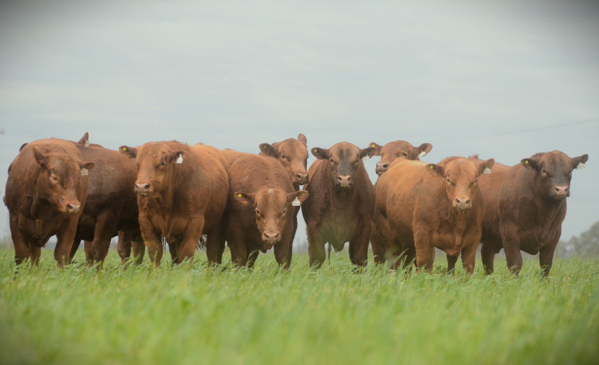 PalabraRural's tweet photo. Reproductores Angus colorado PP y PC de Cabaña LA PAZ de Werthein para su Remate Anual en Estancia Gloria a Dios (Batavia, San Luis)
12 de octubre 
Por Alfredo S Mondino https://t.co/i8qsZ0fX23