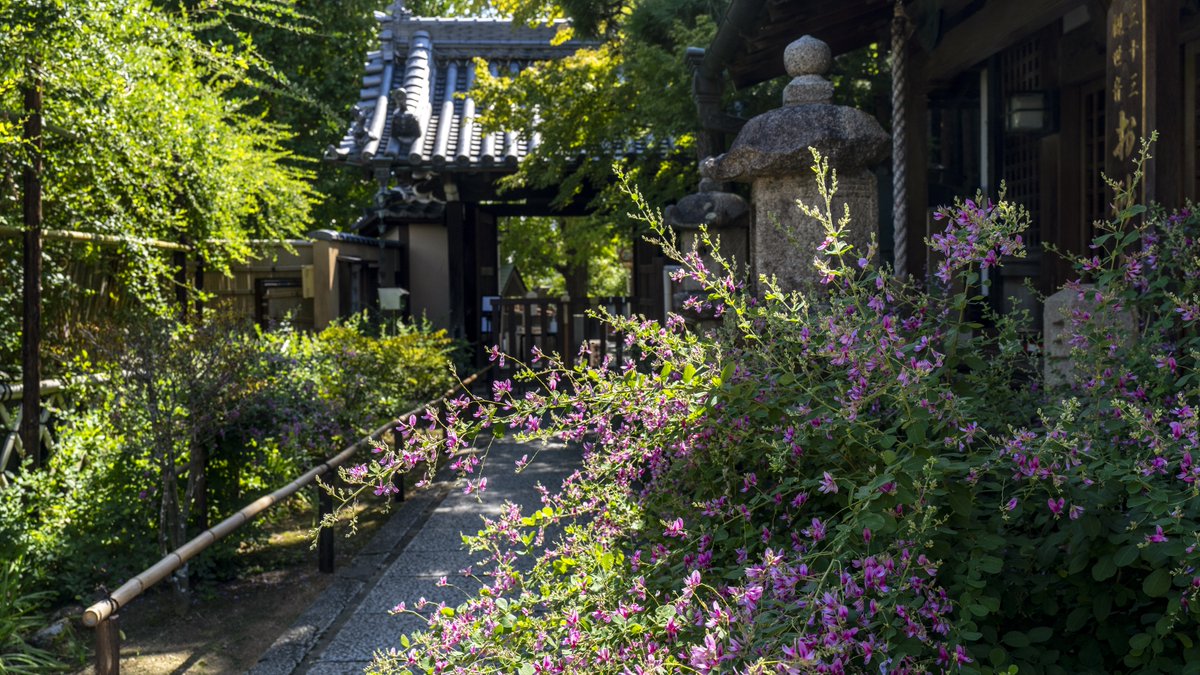 koyama_tom's tweet photo. 東光院 萩の寺 Toko-in, the temple of Bush Clovers
#tokoin #tokointemple #bushclover #toyonaka #osaka #templegate #東光院 #東光院萩の寺 #萩の寺 #萩 #豊中 #大阪 https://t.co/7GNGNWQzhf
