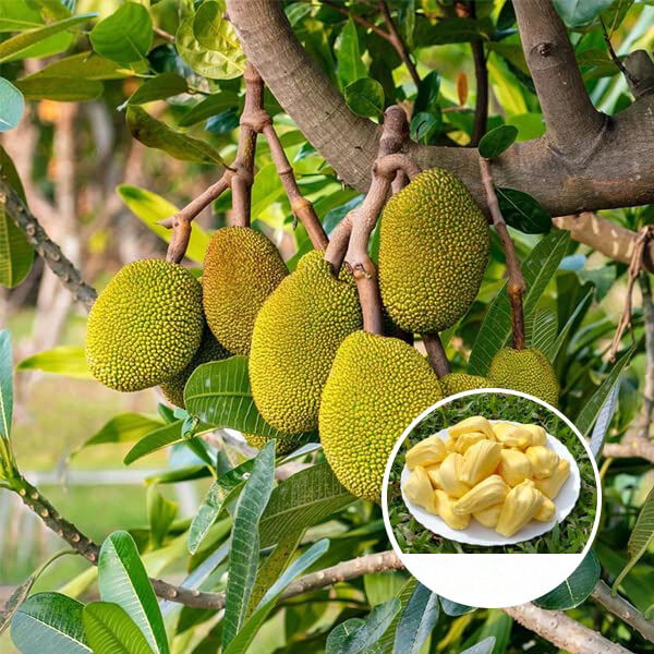nurserylive's tweet photo. Jackfruit Grafted Plant: Grow your own tropical marvel with the delectable and versatile Jackfruit tree.

Checkout:https://t.co/elCQYmSq3N

#buyplantsonline #nurserylive #onlinenursery #JackfruitGrafted #TropicalFruits #FruitTree #GraftedVarieties #ExoticFruits #EdibleLandscape https://t.co/vmiUrxWlRW