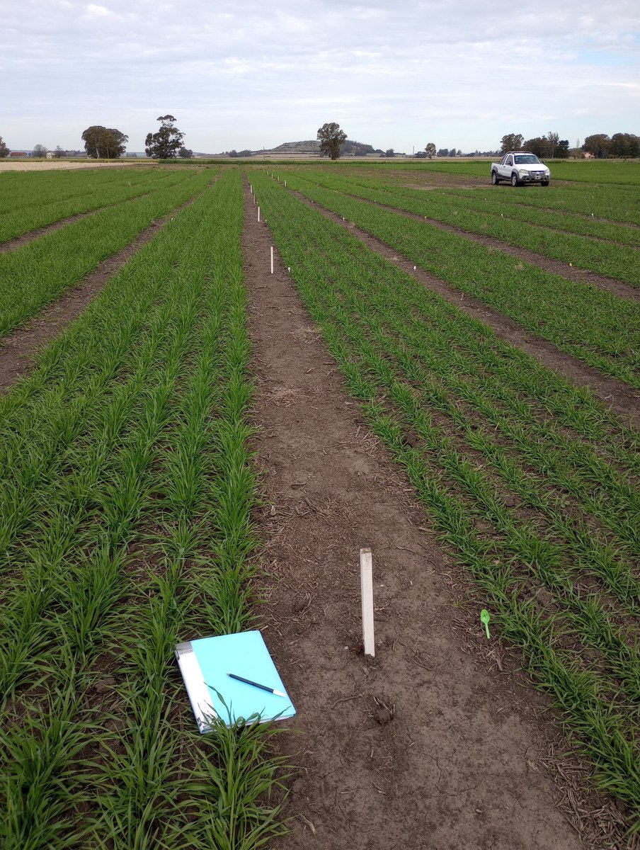 florrebola86's tweet image. Tomando datos en los Ensayos de herbicidas presiembra en Trigo y Cebada..
📍Balcarce
#sumandodatos
@EstudioEdm