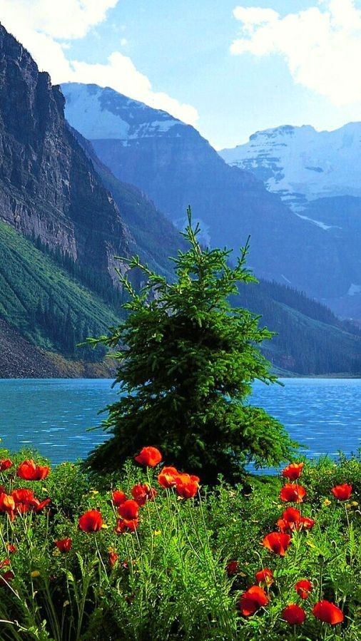 Wild_Coquelicot's tweet photo. ▫️▫️🌲🌷🌲▫️▫️
Look at a tree
a flower, a plant.
Let your awareness rest upon it
How still they are
how deeply rooted 
in Being
Allow nature to 
teach you stillnes
#EckhartTolle #Spiritual #Stillness #Peace #Being #Wisdom #Nature #NaturePhotography
#NaturalBeauty
#Trees #Flowers https://t.co/jPierMsBnY