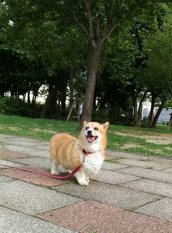 2020.9.26もーちゃんを
お空へ返した日。焼きたくない
と言った場所へ、今朝
シャチ子と行きました。
懐かしいと思えたよ☺️