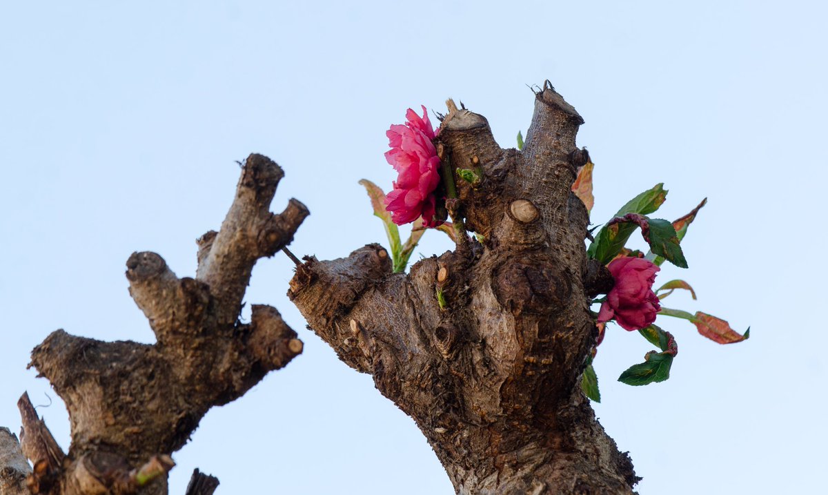 amoarbolurbano's tweet photo. «Podrán cortar todas las flores, pero no podrán detener la primavera.» Neruda https://t.co/qB3D0Ch2B8