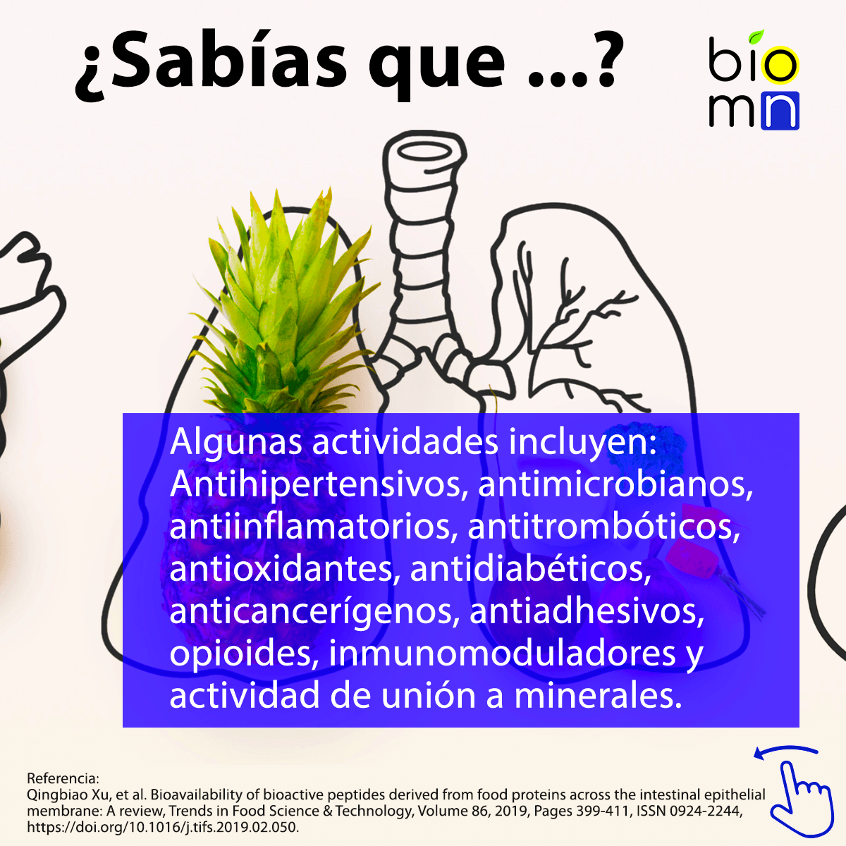 BiomakerN's tweet photo. Conoce algunos datos acerca de la #digestión de #proteínas y #péptidos en el ser #humano. #biomakern #protein #peptide #digestion https://t.co/8FXtyH3uhh