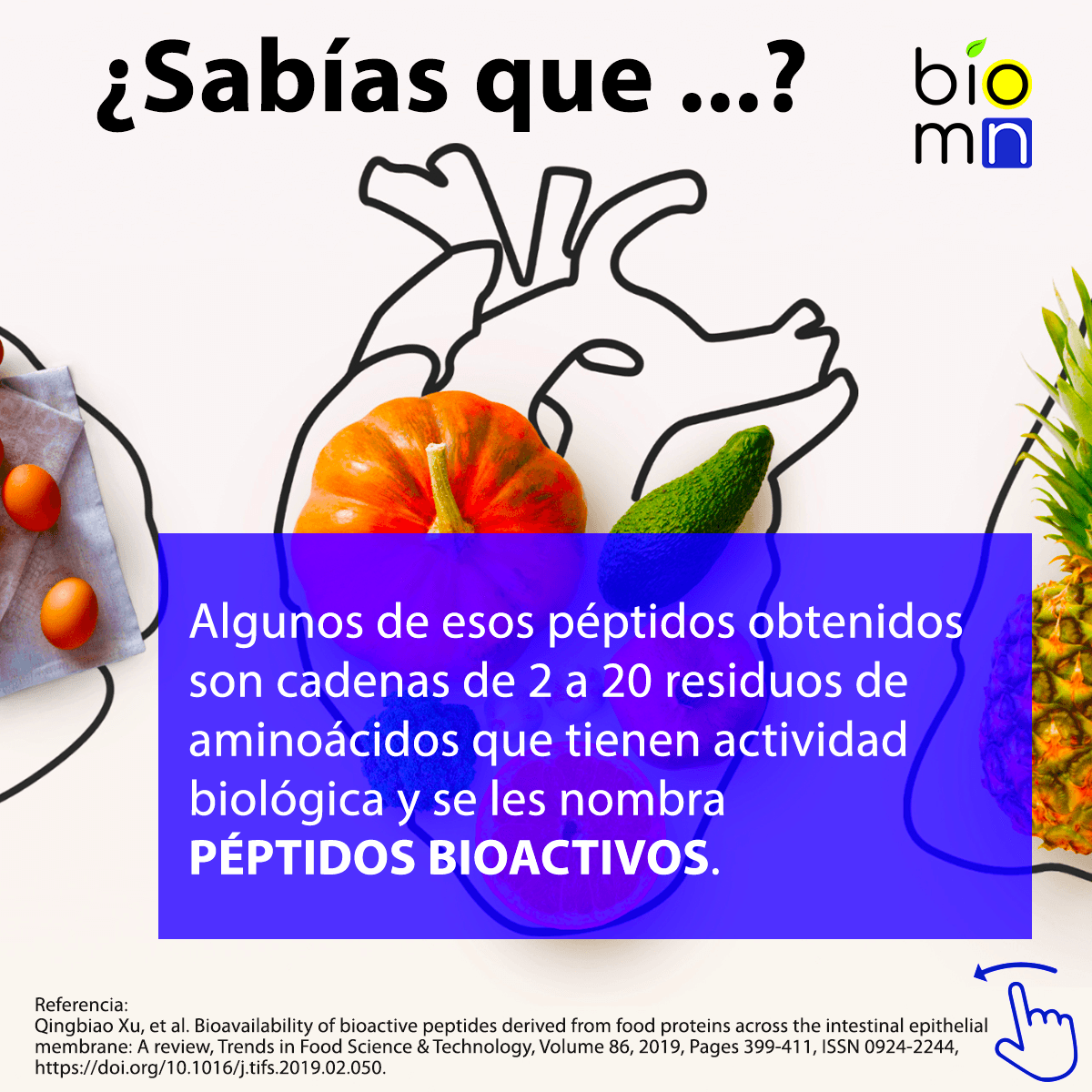 BiomakerN's tweet photo. Conoce algunos datos acerca de la #digestión de #proteínas y #péptidos en el ser #humano. #biomakern #protein #peptide #digestion https://t.co/8FXtyH3uhh