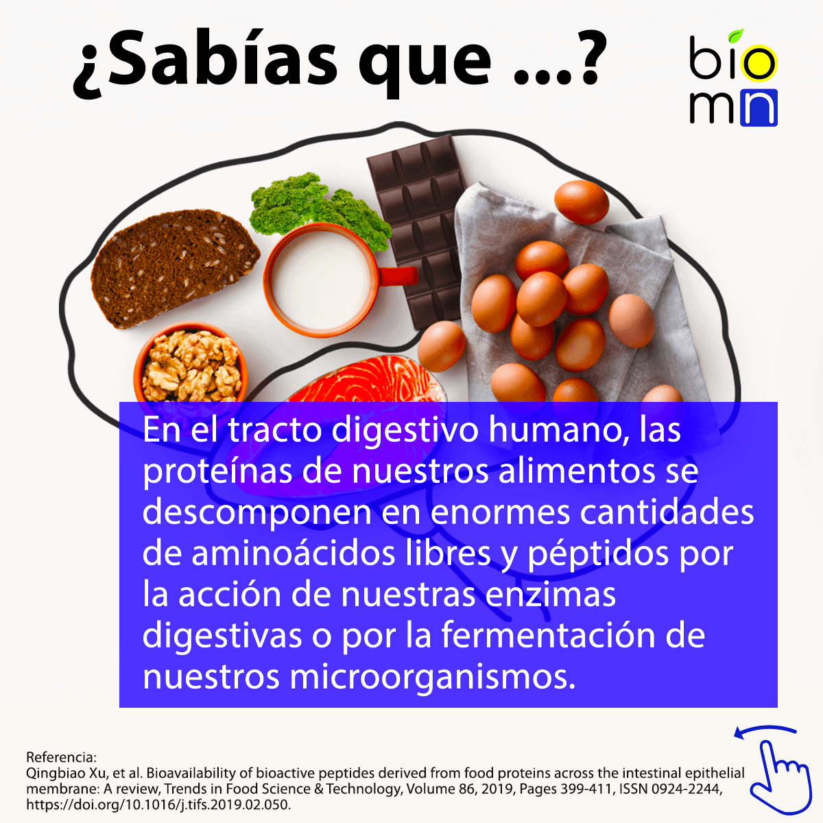 BiomakerN's tweet photo. Conoce algunos datos acerca de la #digestión de #proteínas y #péptidos en el ser #humano. #biomakern #protein #peptide #digestion https://t.co/8FXtyH3uhh