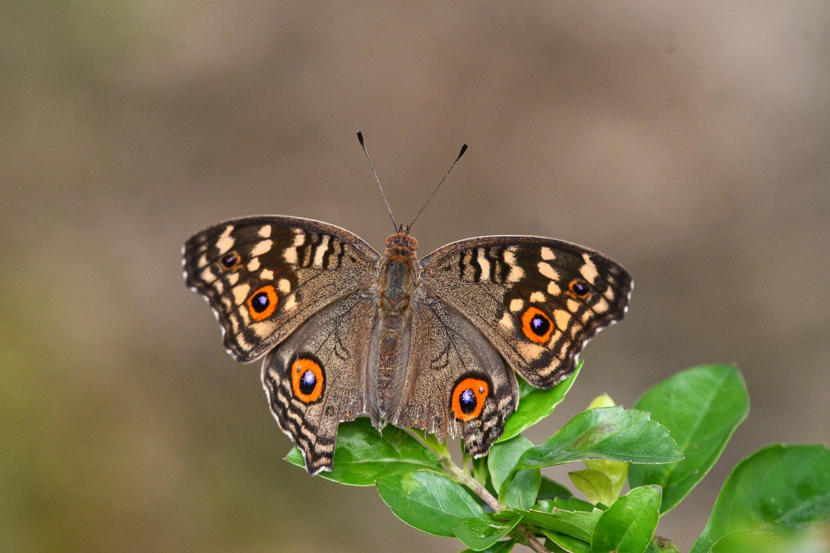 Lemon Pansy #butterflies #titlituesday #NatureBeauty #TwitterNatureCommunity #OGL