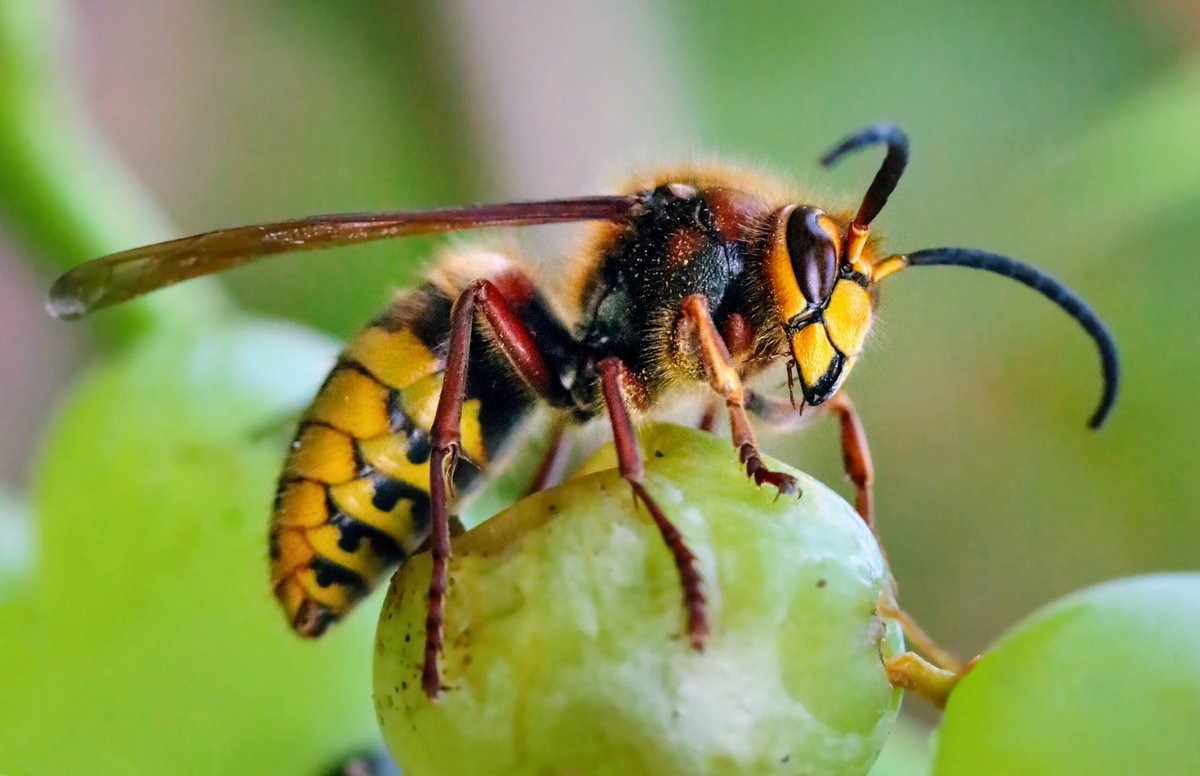 Wasp_on_pc's tweet image. Love us or hate us all, we’re just doing our job as both pollinators and pest control. You’re welcome.