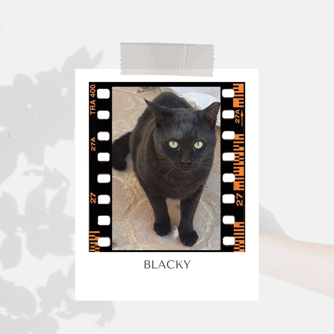 Anju4494's tweet photo. Blacky was taken by @eagle_enviro 1 year ago exactly on this day. Even after multiple attempts of to settle the issue amicably &amp; pleading for help to find him,Eagle showed 0 cooperation or remorse. Blacky remains missing to this date. Where did they take him? #catsarenotcriminals https://t.co/6LAS4MK3wG