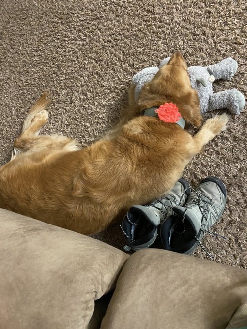 #dailypic #abigail #abbythegolden   Always has a &ldquo;pillow&rdquo; https://t.co/ZlxvpbxwL1<a href="/tag/dailypic"class="tags">#dailypic</a><a href="/tag/abigail"class="tags">#abigail</a><a href="/tag/abbythegolden"class="tags">#abbythegolden</a>