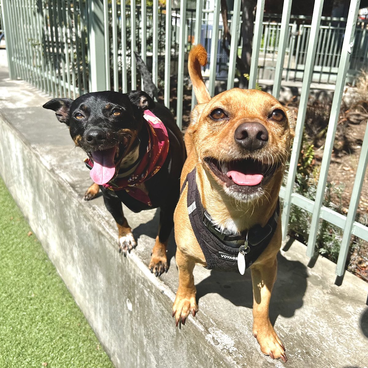 Listerdog's tweet photo. Feeling SO much better this week, and my friend Quesito even came to my place for a sleepover! All topped off with a beautiful sunny day at the park 🤩🥰 #dogs https://t.co/jXPvop8V32