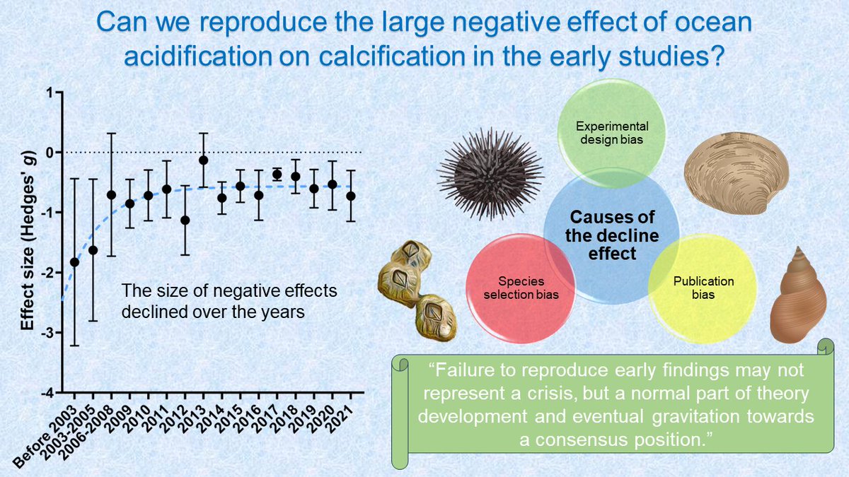 Jonathan Leung (@jleung0919) on Twitter photo A new story of the decline effect in #ocean #acidification research, using #marine calcifying #animals🦪🐚🦀
Let's explore the causes with a meta-analysis of studies across 24 years🤓
A paper in <a href="/NatureClimate/">NatureClimate</a>
👉nature.com/articles/s4155…
Please RT <a href="/NaturePortfolio/">Nature Portfolio</a> <a href="/Sean4Sea/">Sean Connell</a> <a href="/SoBSPA/">School of Biological Sciences Postgrad Association</a> A new story of the decline effect in #ocean #acidification research, using #marine calcifying #animals🦪🐚🦀
Let's explore the causes with a meta-analysis of studies across 24 years🤓
A paper in <a href="/NatureClimate/">NatureClimate</a>
👉nature.com/articles/s4155…
Please RT <a href="/NaturePortfolio/">Nature Portfolio</a> <a href="/Sean4Sea/">Sean Connell</a> <a href="/SoBSPA/">School of Biological Sciences Postgrad Association</a>