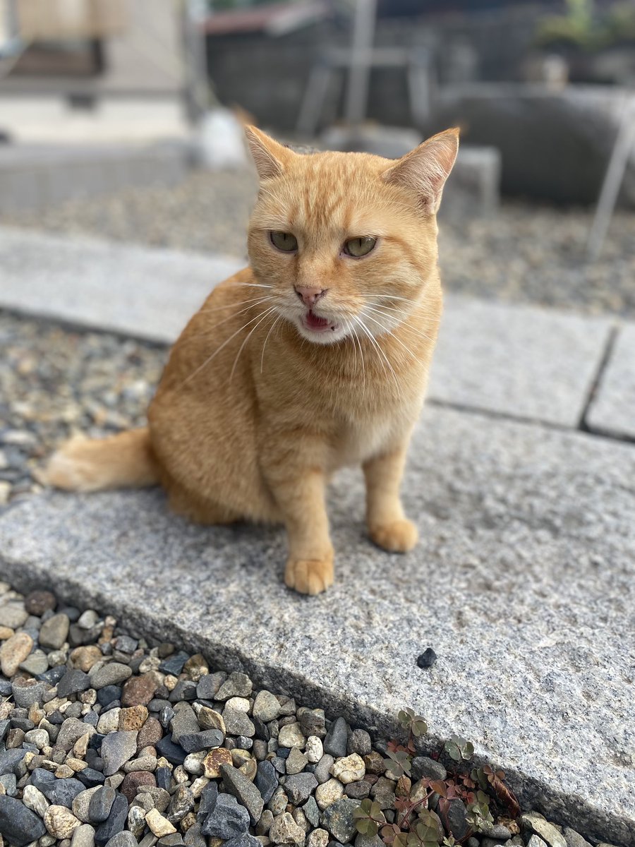 yokoyamakeiko1's tweet photo. 今朝のぽんちゃん🐈
そして…
藤良多活動8周年記念!
『~エール~を!あなたに贈ります!』
10/29常陸太田
初!ホールワンマンまであと33日✨
応援📣よろしくお願いします😆
#藤良多
#藤良多BAND
#エール
#alwaysthinkingofU https://t.co/Mk80pQx04G
