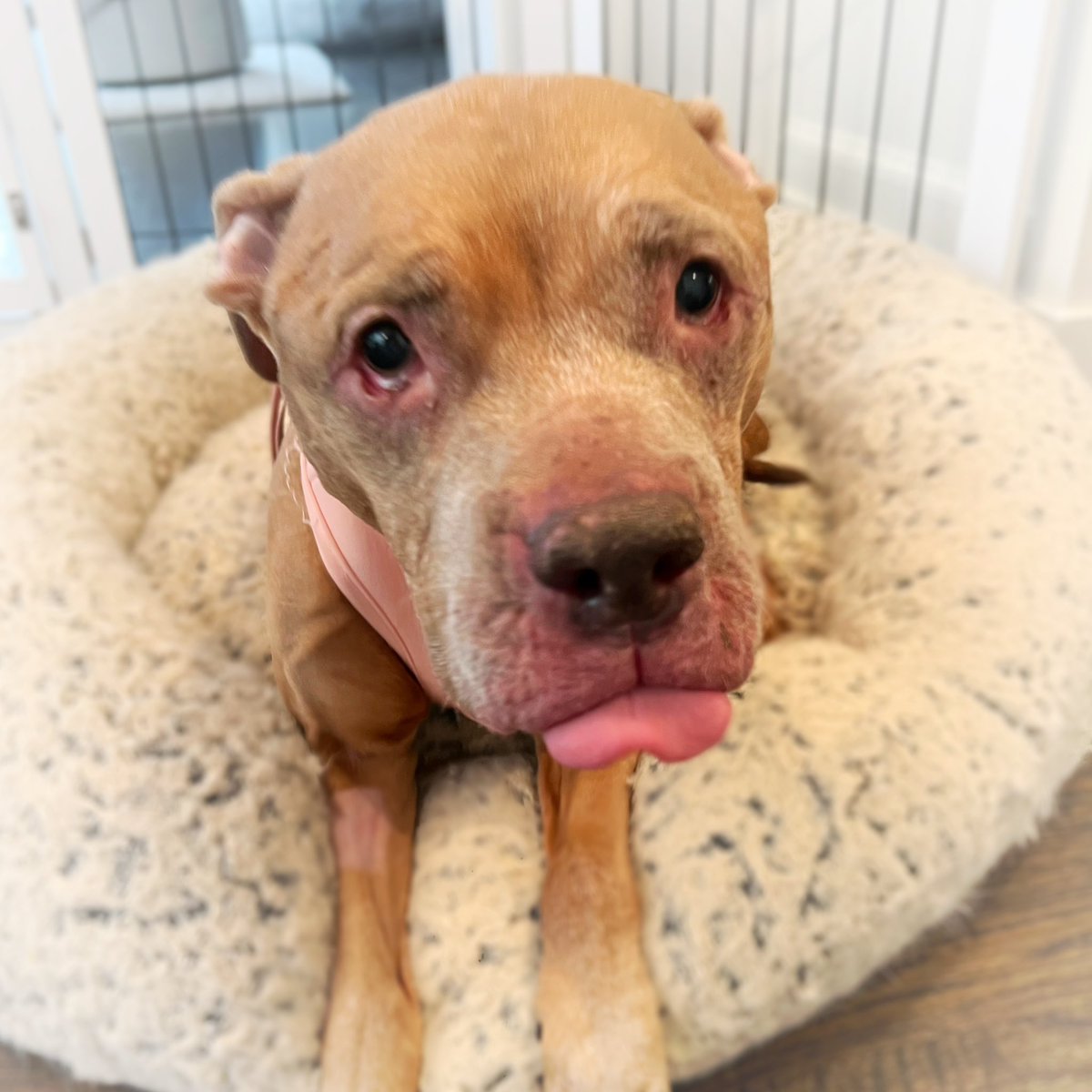 jquadddddd's tweet photo. @jerryblevins #HelloJerry! Can you help Cinnamon Roll find a human of her own? She is a 14-year-old pittie looking for her forever home. She is an absolute love bug and looooves to spoon. Great with other dogs and kids! Can you direct anyone interested to @gattopupsandfriends on Instagram? ๐ค https://t.co/INGGt0AAzZ