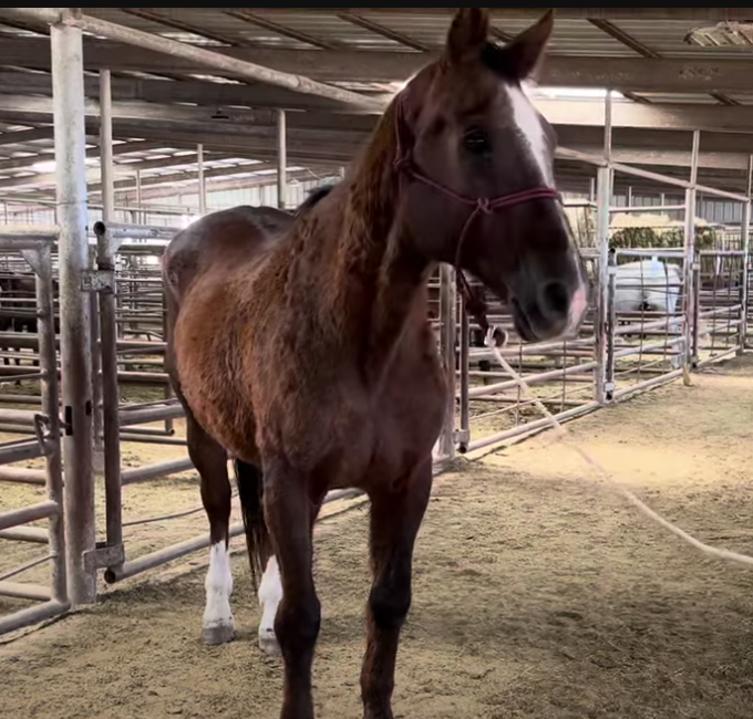 Anne Garrity (@anotherbusbozo) on Twitter photo Duke is shipping to slaughter 9-26! $1,317 needed to save him. Happy Horse Haven Rescue has opened their doors to Duke. Please help him grab this last chance! Please send help to zelle: hhhrescuetexas@gmail.com, or PayPal.me/HappyHorseHave… No amount is too small! Thank you! Duke is shipping to slaughter 9-26! $1,317 needed to save him. Happy Horse Haven Rescue has opened their doors to Duke. Please help him grab this last chance! Please send help to zelle: hhhrescuetexas@gmail.com, or PayPal.me/HappyHorseHave… No amount is too small! Thank you!