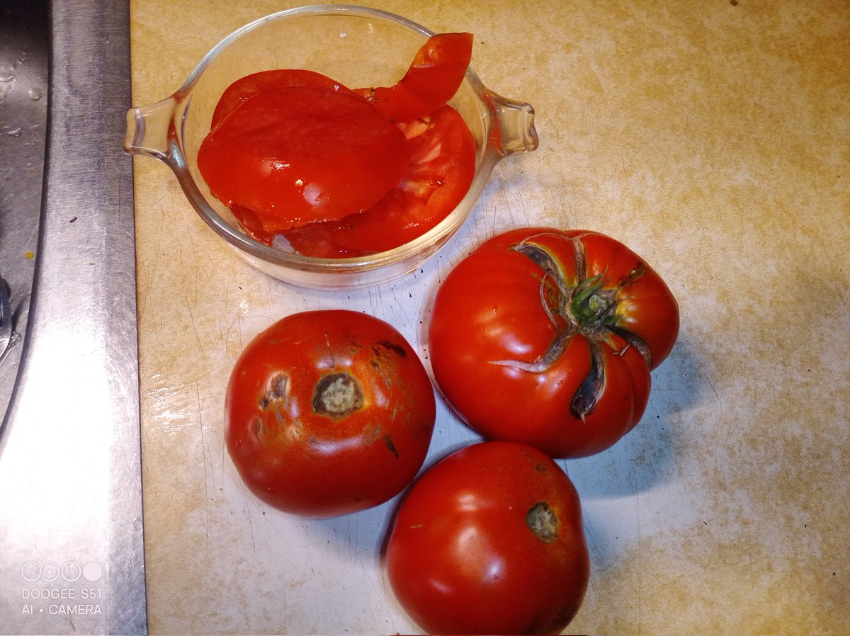 baltimorebilly1's tweet image. 🤔 bitched like crazy in the spring $4.80 a plant I got 8 but after some good soil prep and the weather it has been a bumper crop and still going i got some plants over 7ft tall my supports are 5-6ft and they are growing down as long as I can slice and eat 1 every night #itsgood