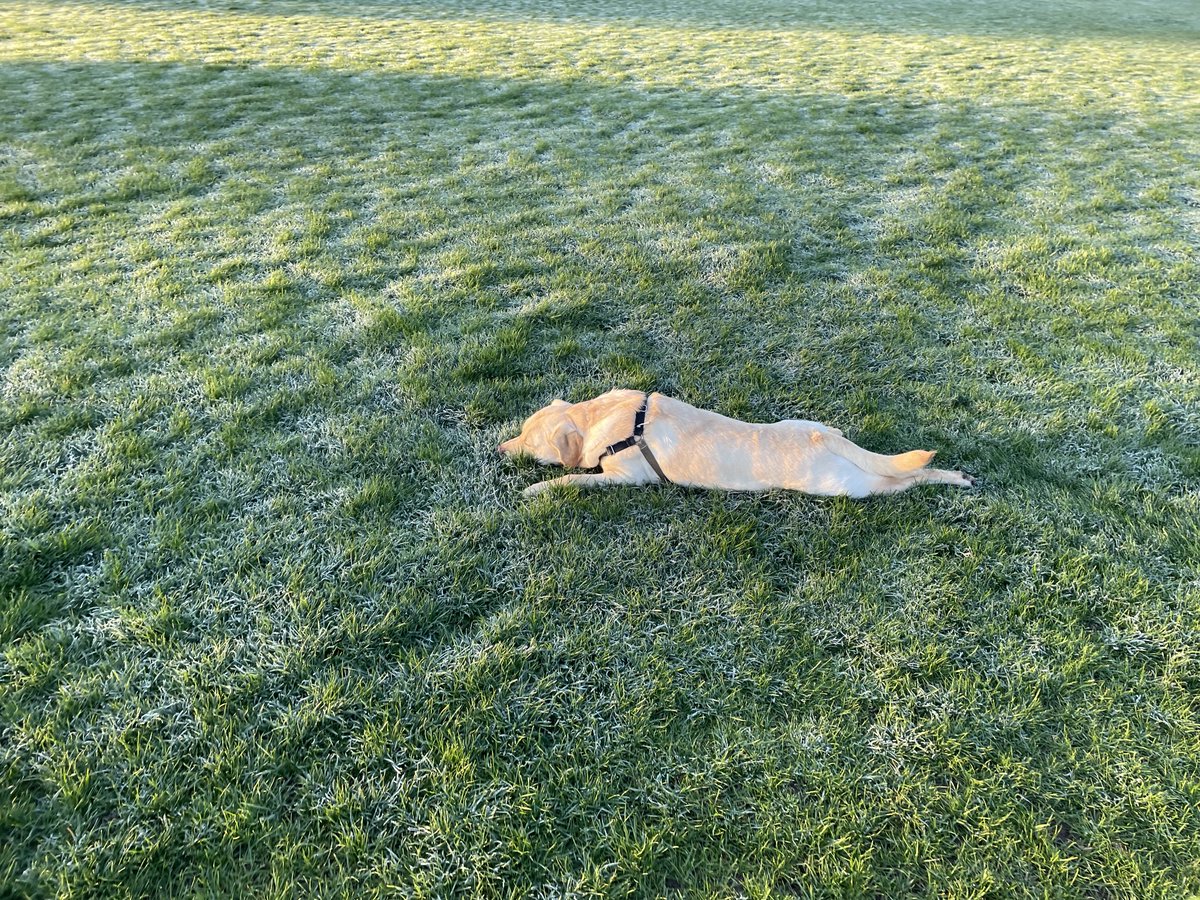 robmclennan's tweet photo. I just love to stretch out on the grass, as far as I can stretch https://t.co/znVJ6vIuGk