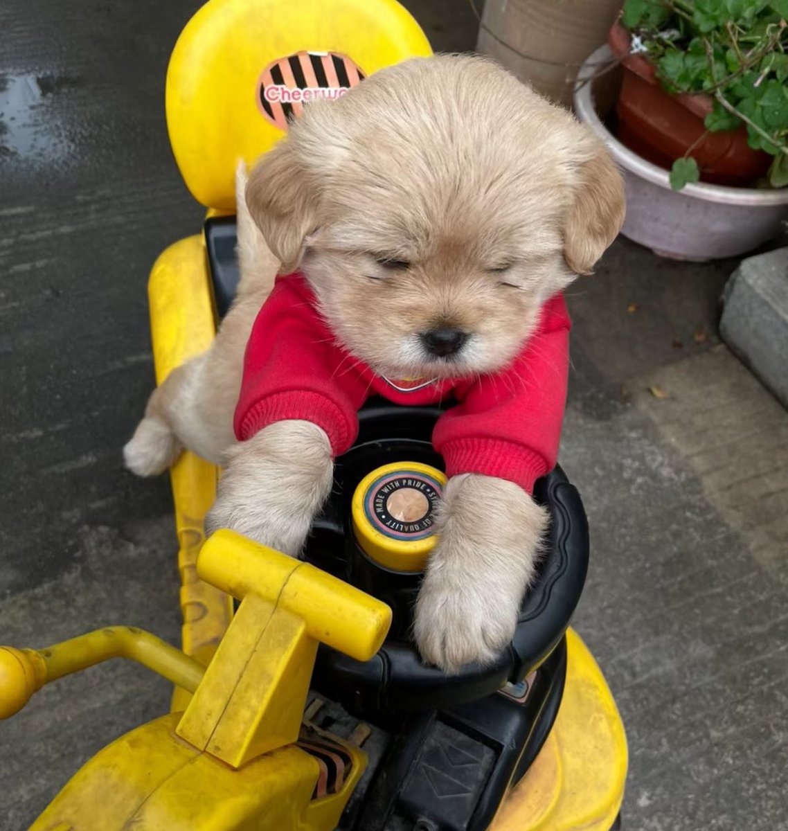 ซ้อนไม่ได้พี่ซ๋าว แม่ใช้ให้ไปซื้อน้ำปลา