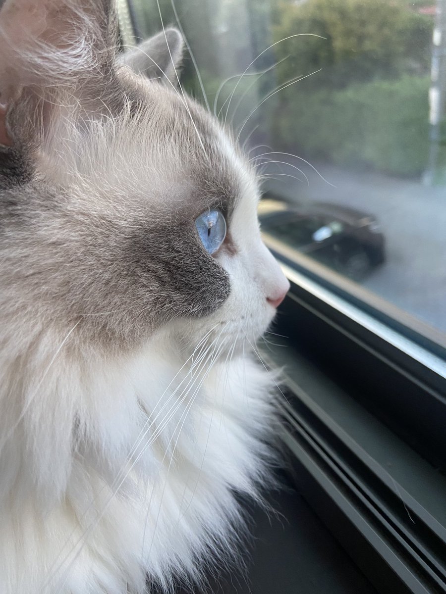 いい天気にゃ。