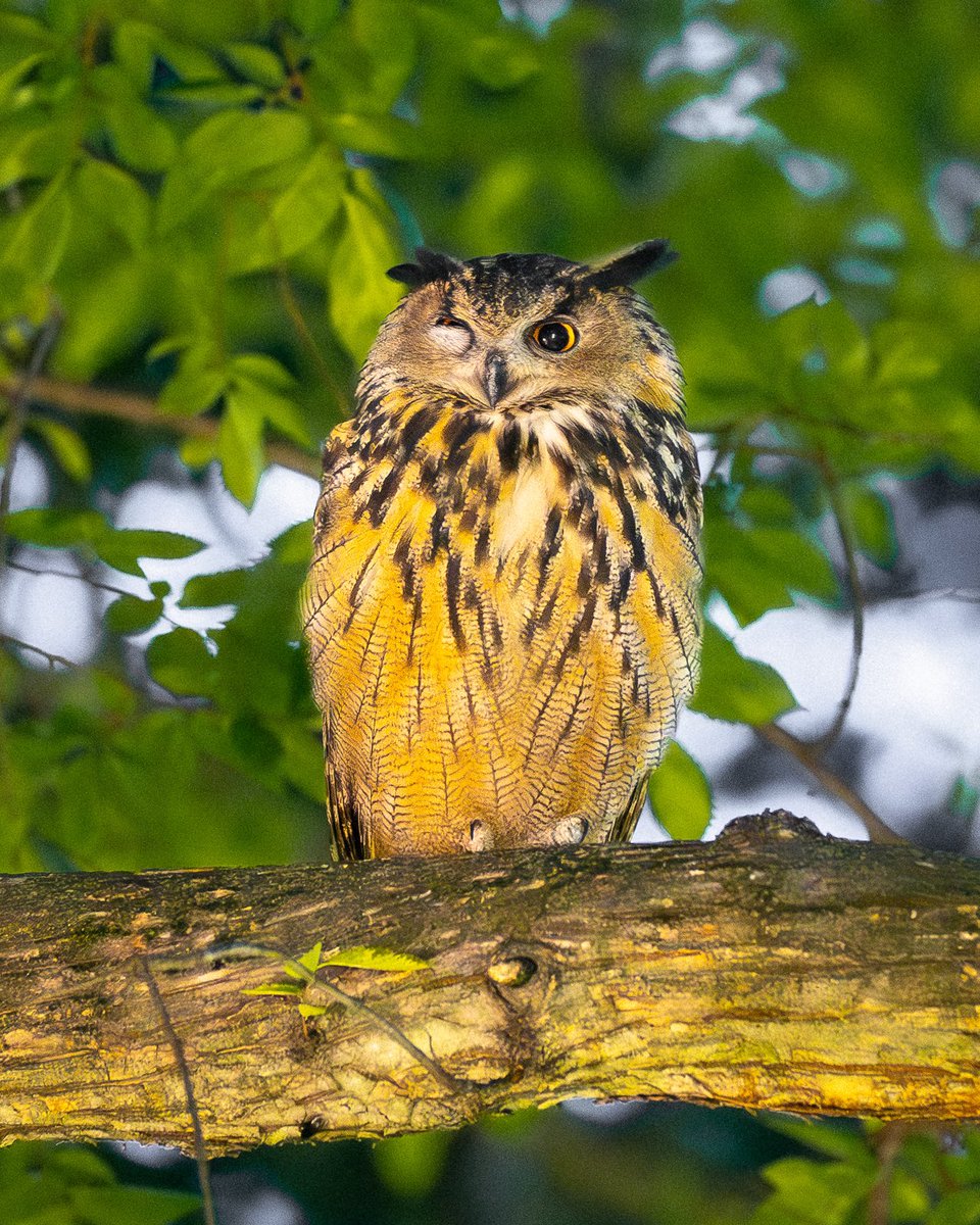 davidlei's tweet photo. Flaco, the Central Park Eurasian eagle-owl, seemingly winking last month. In actuality, Flaco’s right eye had been bothering him for a few days. He could open the eye while hunting &amp; the problem soon went away. Little mishaps happen in the wild!

#birds #birding #nature #birdcpp https://t.co/KKcQgjlx4h
